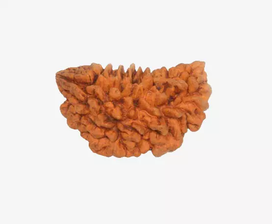 1-Mukhi-Rudraksh