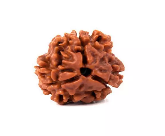 3-Mukhi-Rudraksh