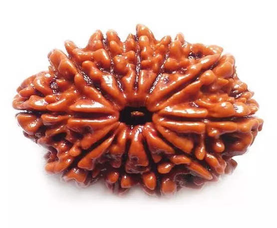  11-Mukhi-Rudraksh